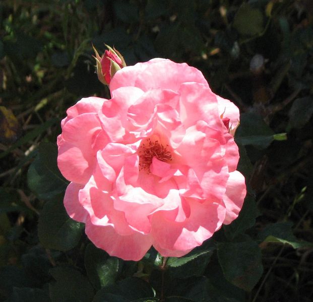 Pink (Spinalonga)