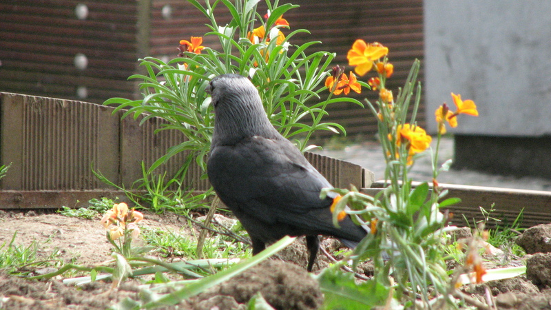 A native at Eyre Square<br />
