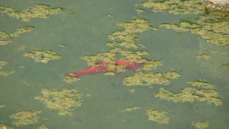 Fish in the fountain<br />
