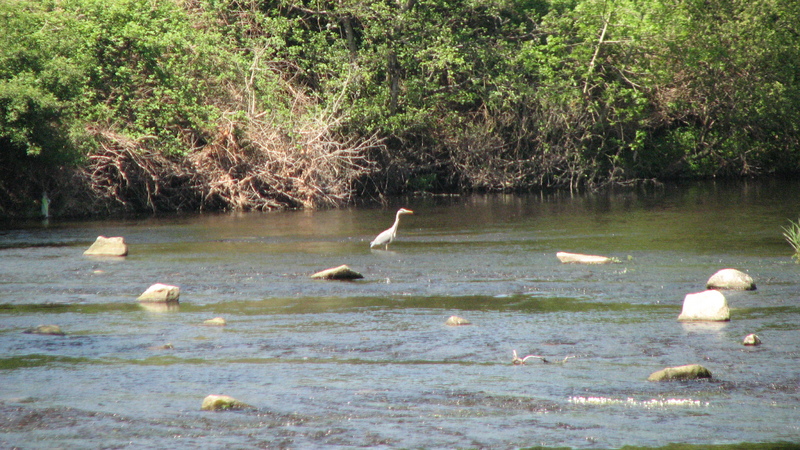 The River Liffey Monster<br />
