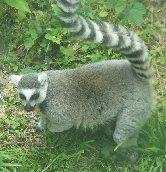 lemur<br />

