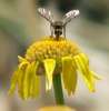 Cretan bee (Spinalonga)