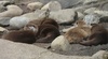 Asian small-clawed otters
